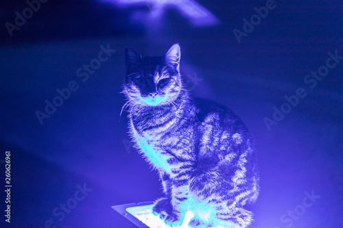 a closeup portrait shoot to an interesting cat who sit on blue neon light
