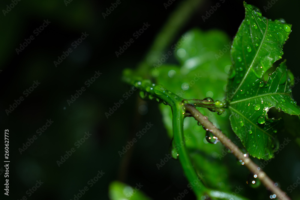 Obraz premium Passion fruit leaves