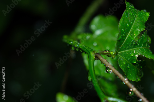 Passion fruit leaves