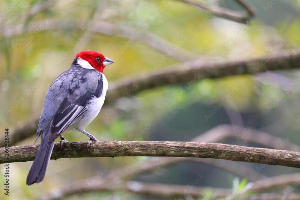 Red-cowled Cardinal, Cardeal-do-nordeste, Paroaria dominicana Red-cowled Cardinal, Cardeal-do-nordeste, Paroaria dominicana