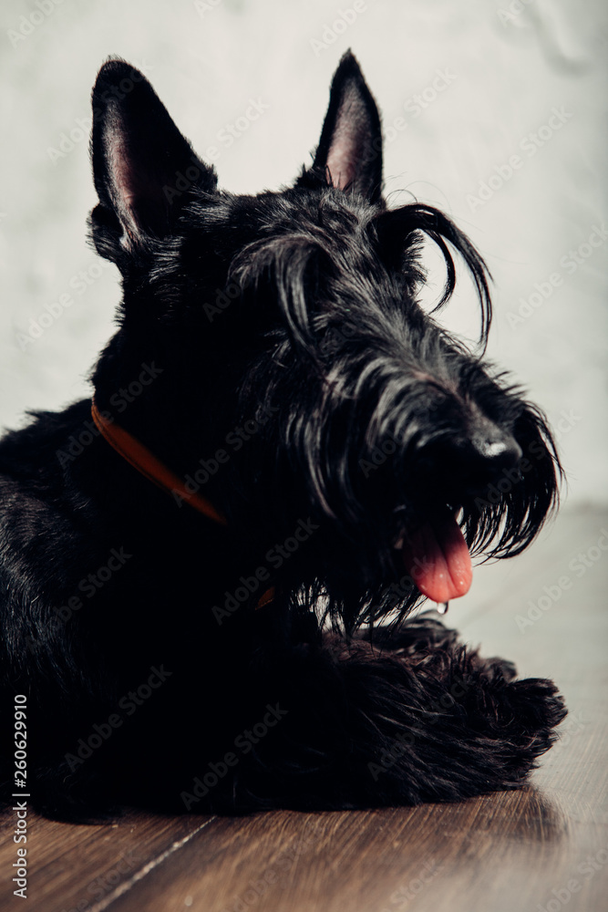 Scottish terrier puppy is posing in studio on a light background