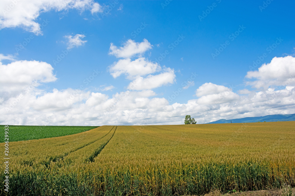 Fototapeta premium 色づき始めた麦畑と青空