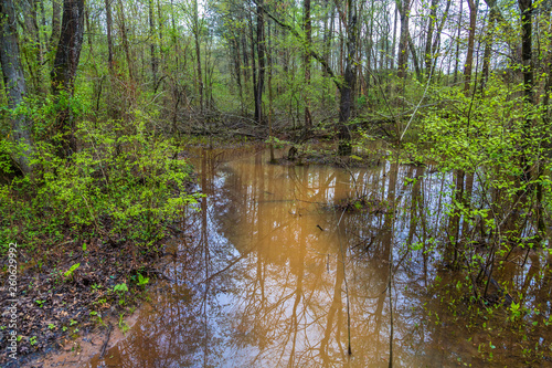 Flooded forest wetlands after days of heavy spring rains