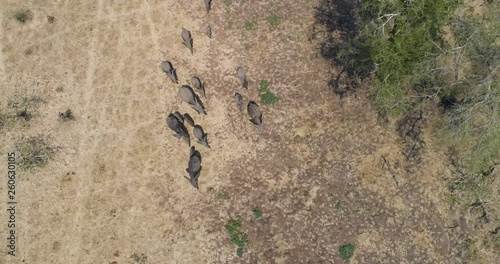 4K high aerial straight down zoom in view of a breeding herd of elephants walking in the wilderness of Zimbabwe