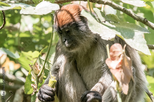 Red monkey in uganda