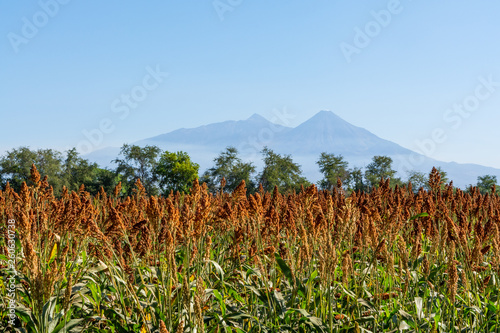 Bild auf Leinwand sorgo