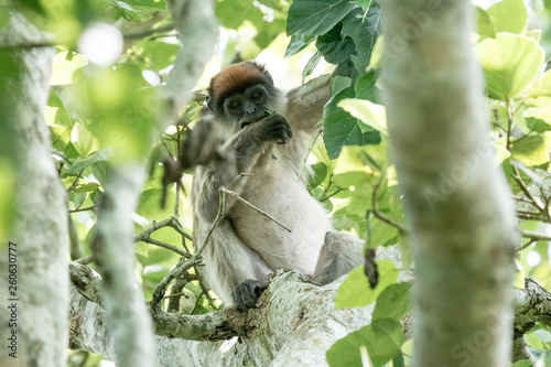 Red monkey in Bigodi in Uganda photo