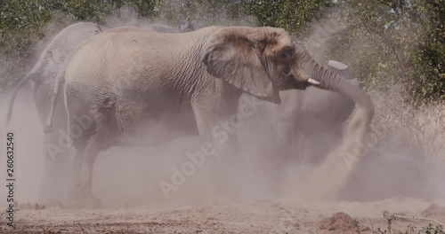 4K close-up view of clouds of dust as a small group of elephants have a dust bath on the edge of a waterhole, Etosha National Park, Namibia