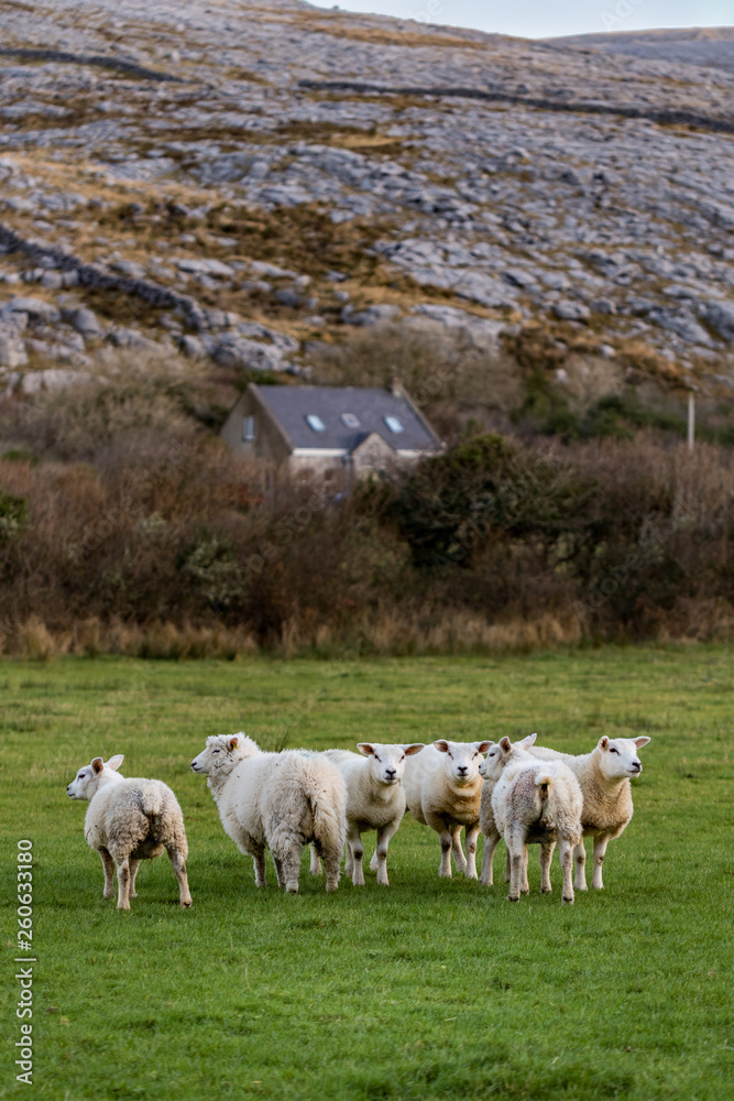 Sheep in Ireland Sheep in Ireland
