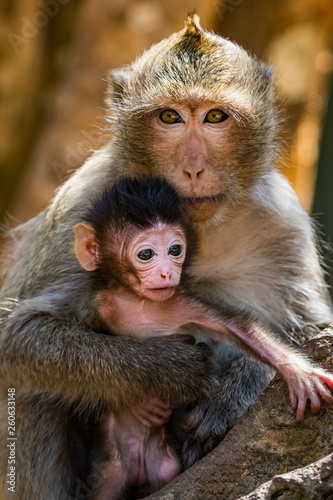 Monkey Family © IrvinPhotos