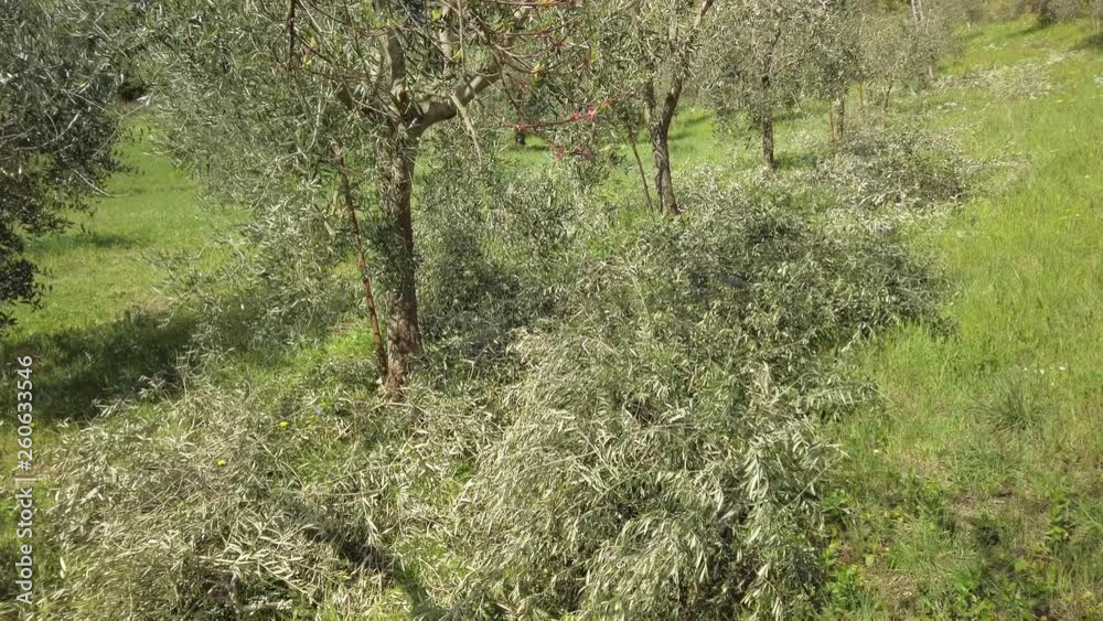 Senior farmer prunes branches at his olive trees in Tuscany hills Gimbal panning Senior farmer prunes branches at his olive trees in Tuscany hills Gimbal panning