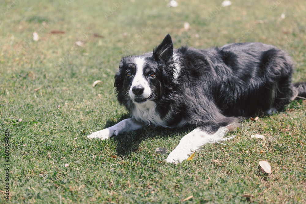playful border collie on the grass