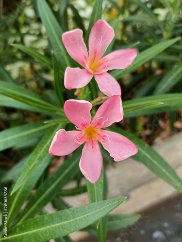  Pink flowers bloom brightly in the park.1