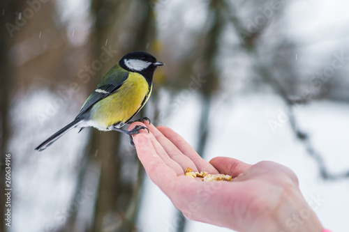 the bird is a grain with human hands in the winter