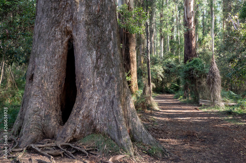 Eucalyptus Forest Pathway