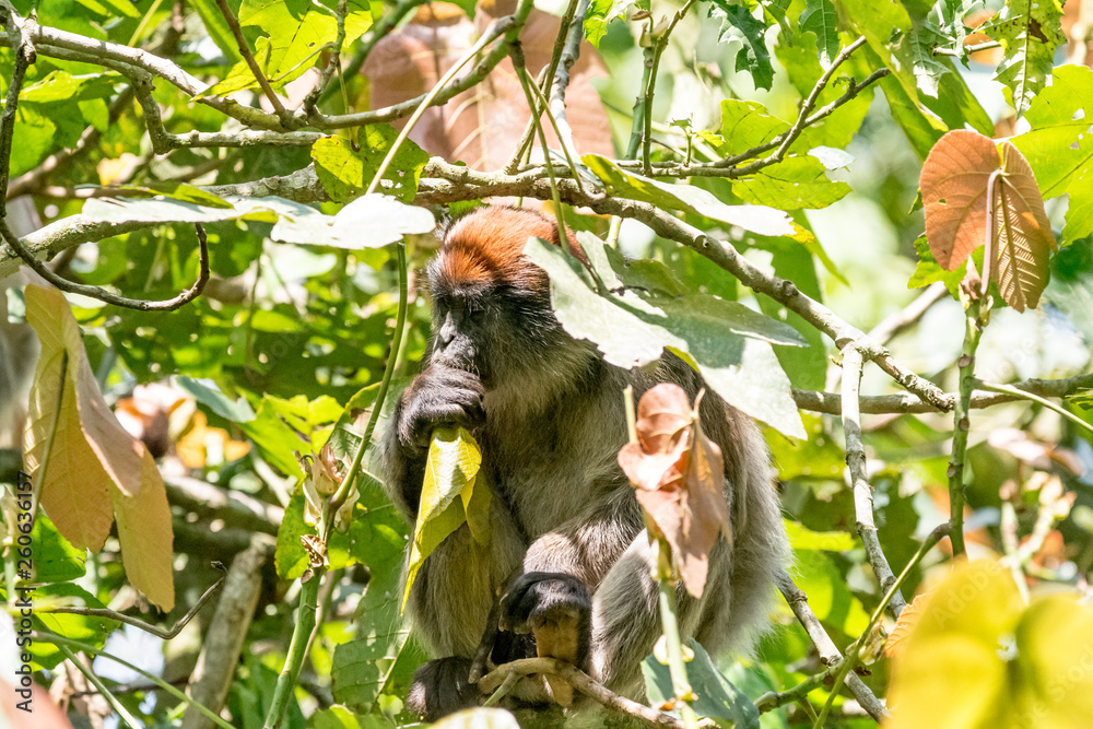 Fototapeta premium Red monkey in Bigodi in Uganda