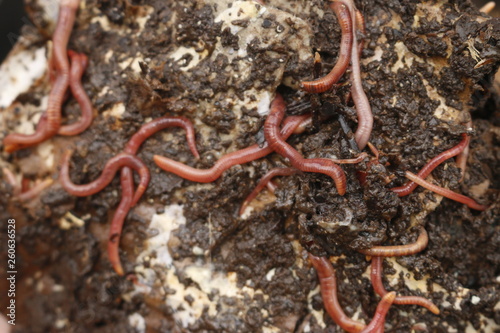 Red worms in compost or manure. Live bait for fishing