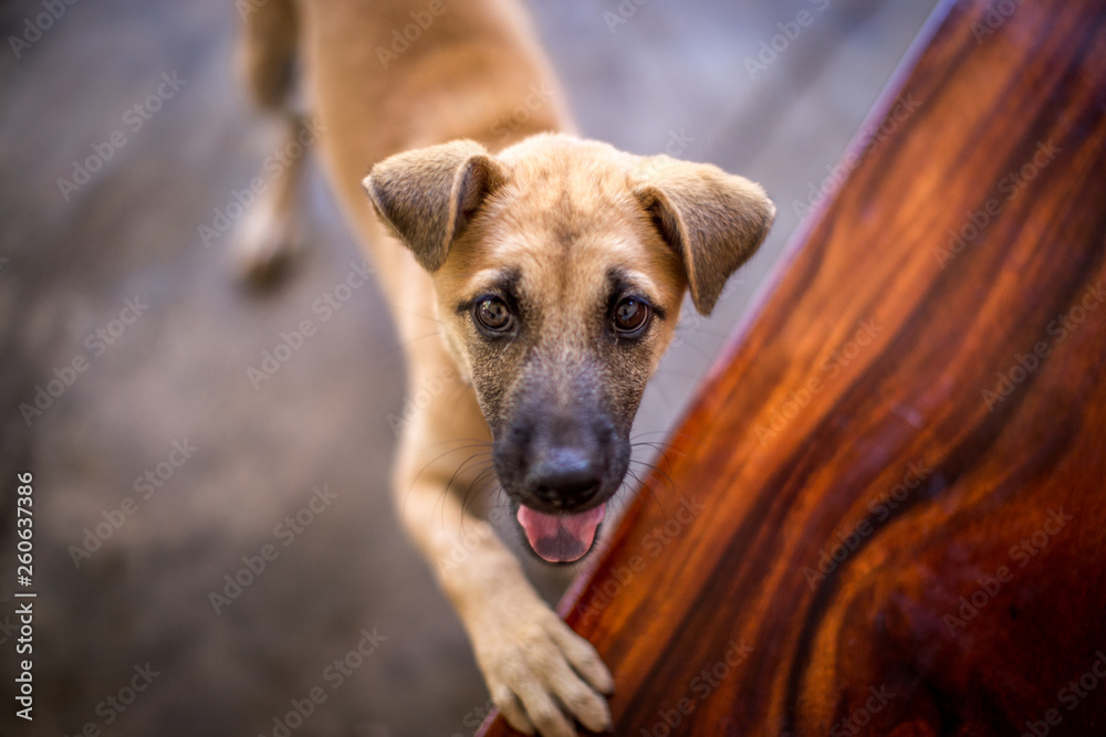 Close-up wallpaper of small puppies With mischief and blurring of movement all the time, raising the house and making a cry when people come to see