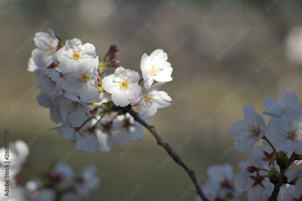 桜