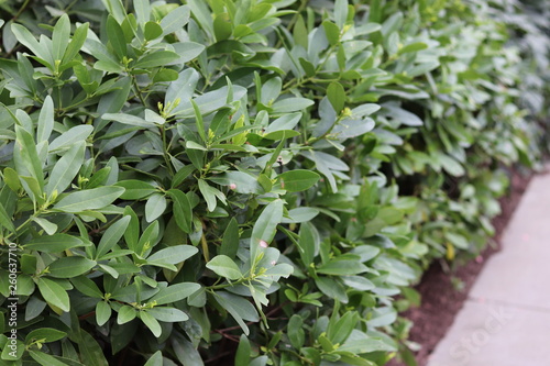 Various trees and bushes