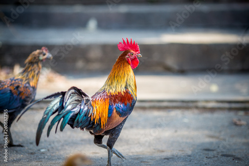 The background of the chicken, is blurred by the movement of movement during walking, eating food, living together of animals.
