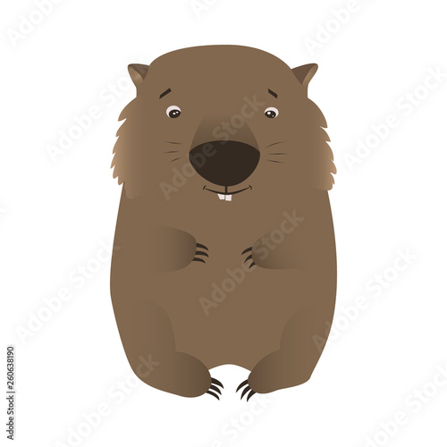 Wombat isolated on white background. Cute native Australian wildlife