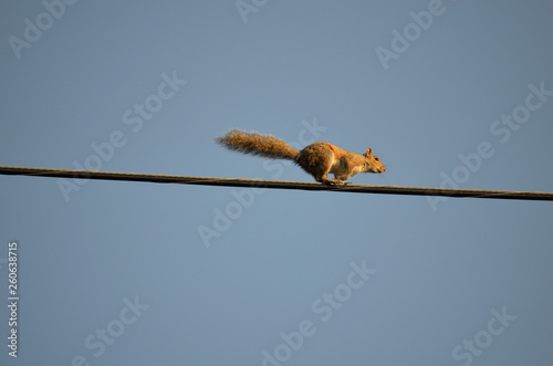squirrel running across wire