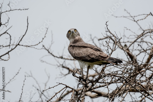 Bird in Safari in African