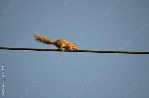 Fototapeta squirrel running across wire