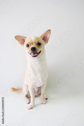 chihuahua is a white sugar, seven month old, on a white background. © SARINRA