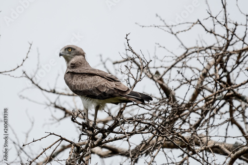 Bird in Safari in African