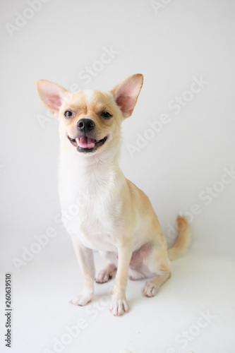 chihuahua is a white sugar, seven month old, on a white background.