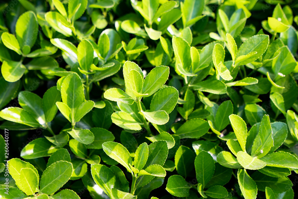 Creative layout made of green leaves. Flat lay. Nature concept Creative layout made of green leaves. Flat lay. Nature concept