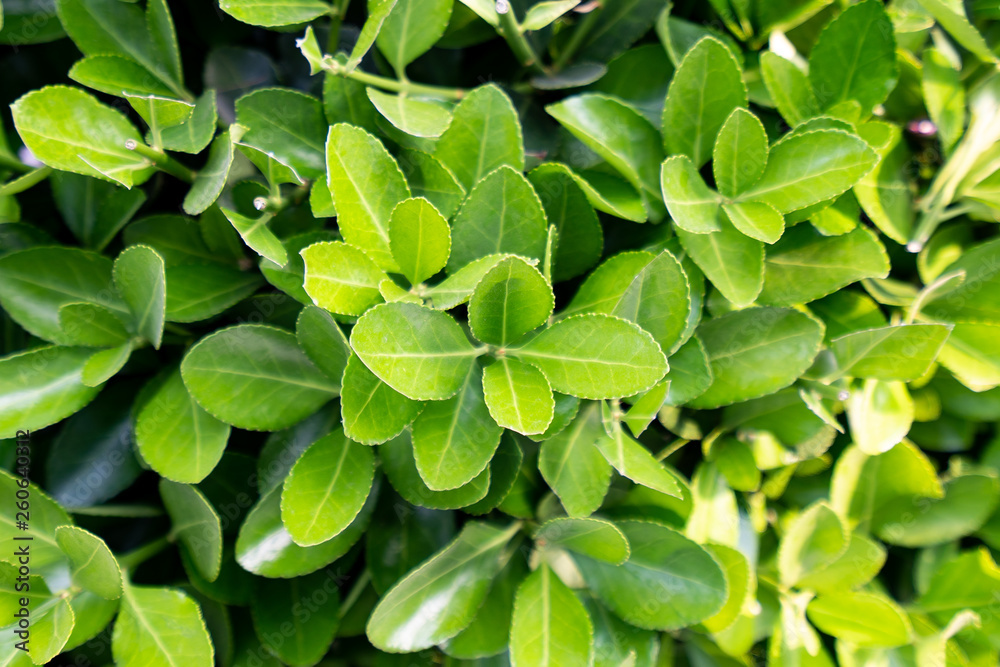 Creative layout made of green leaves. Flat lay. Nature concept Creative layout made of green leaves. Flat lay. Nature concept