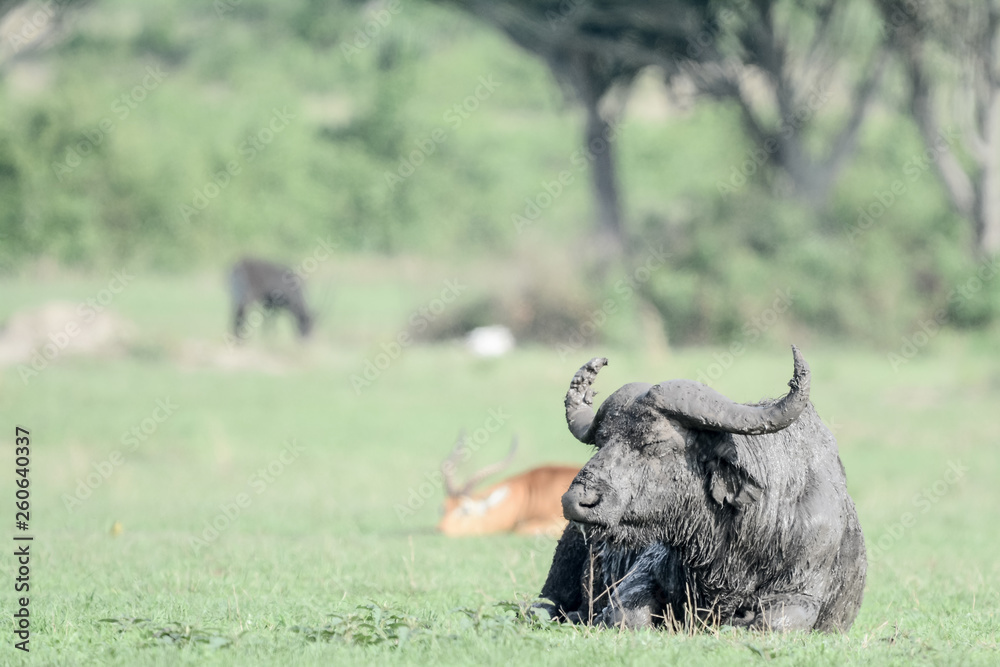 Obraz premium Portrait buffalo