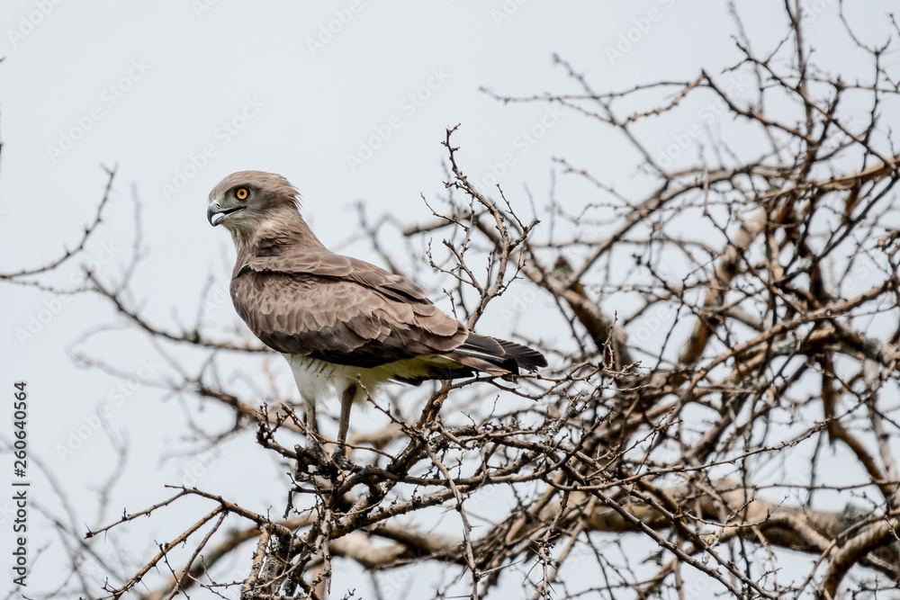 Bird in Safari in African Bird in Safari in African