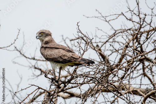 Bird in Safari in African