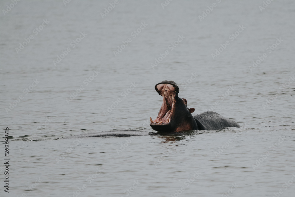 Fototapeta premium hippopotamus in Safari