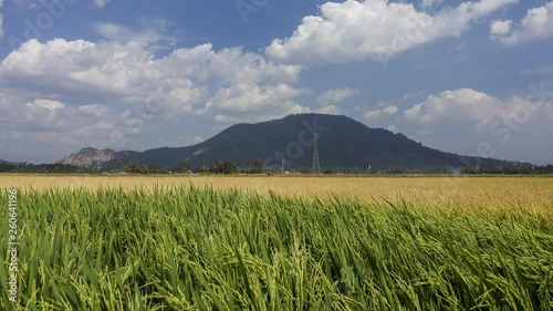 Timelapse Rice plant in rice field in afternoon at Bukit Mertajam, Penang. photo