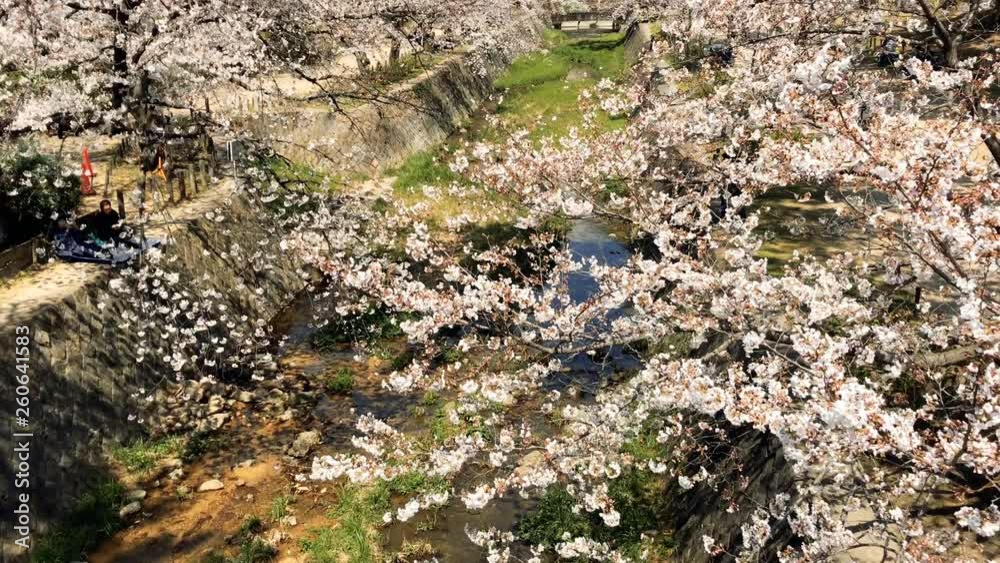 【4K】桜 松 【4K】桜 松