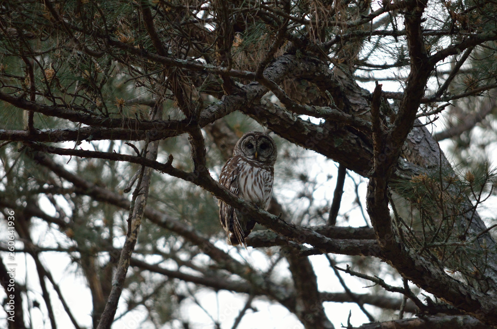 barred owl sitting on branch in tree barred owl sitting on branch in tree