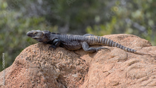 Spinytail Iguana basking in the Arizona Sunshine atop a Desert Rock