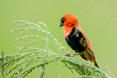 Bird in African photo