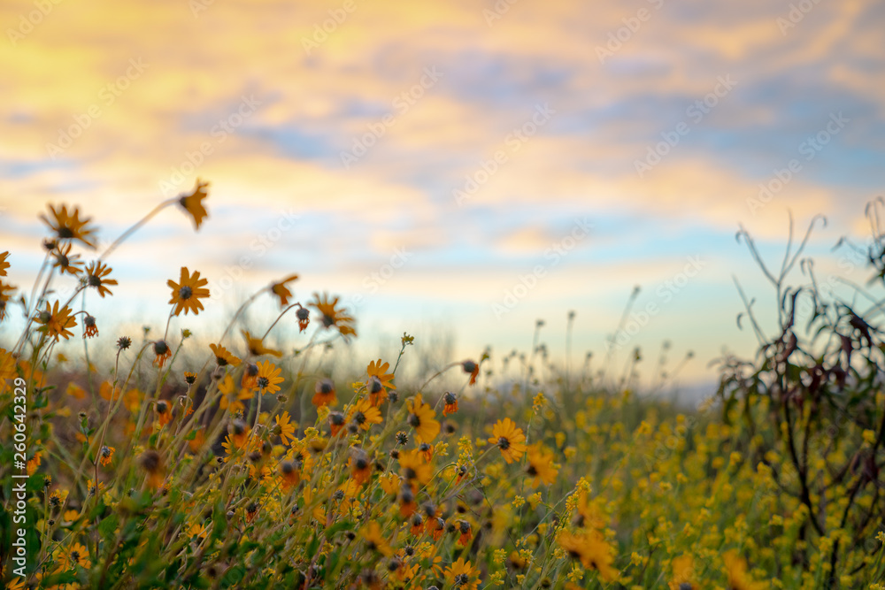 Fototapeta premium field of flowers