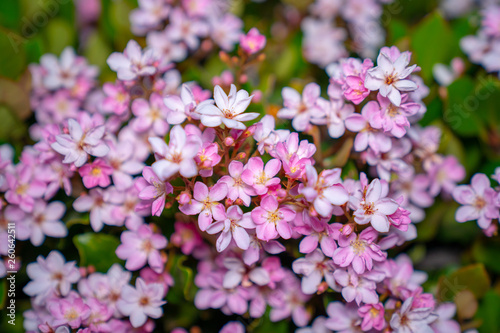 Fototapeta Naklejka Na Ścianę i Meble -  pink flowers