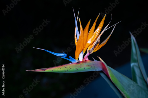 flower on black background