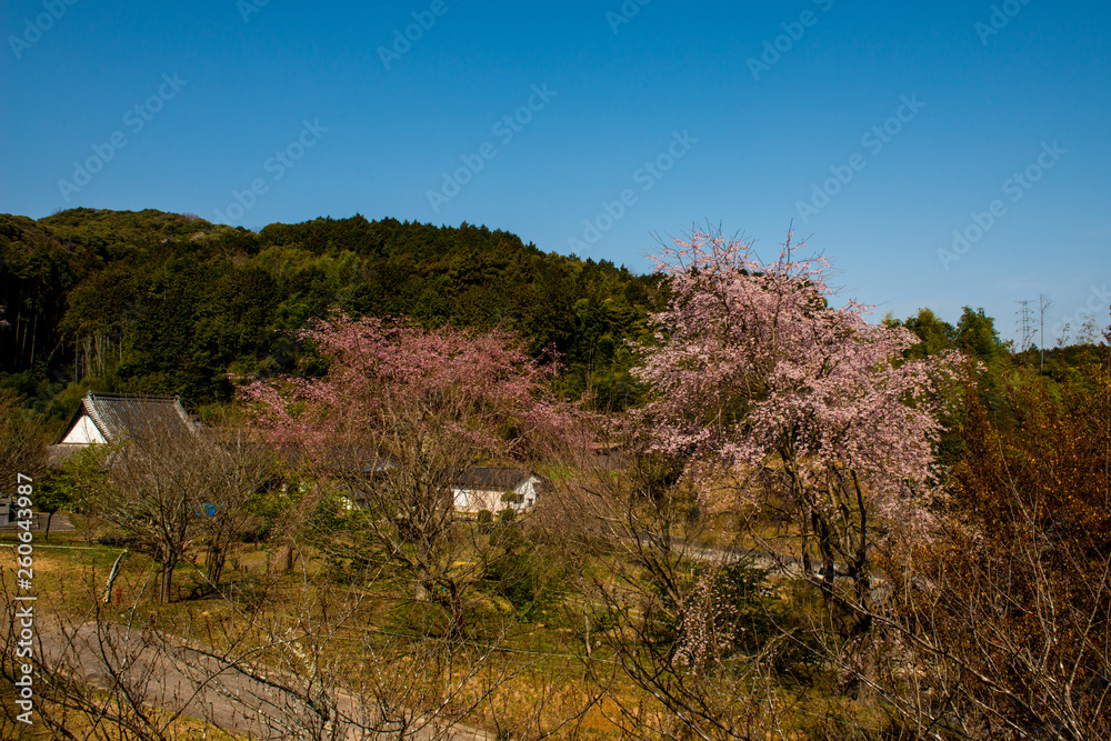 Naklejka premium 深泉寺の枝垂れ桜