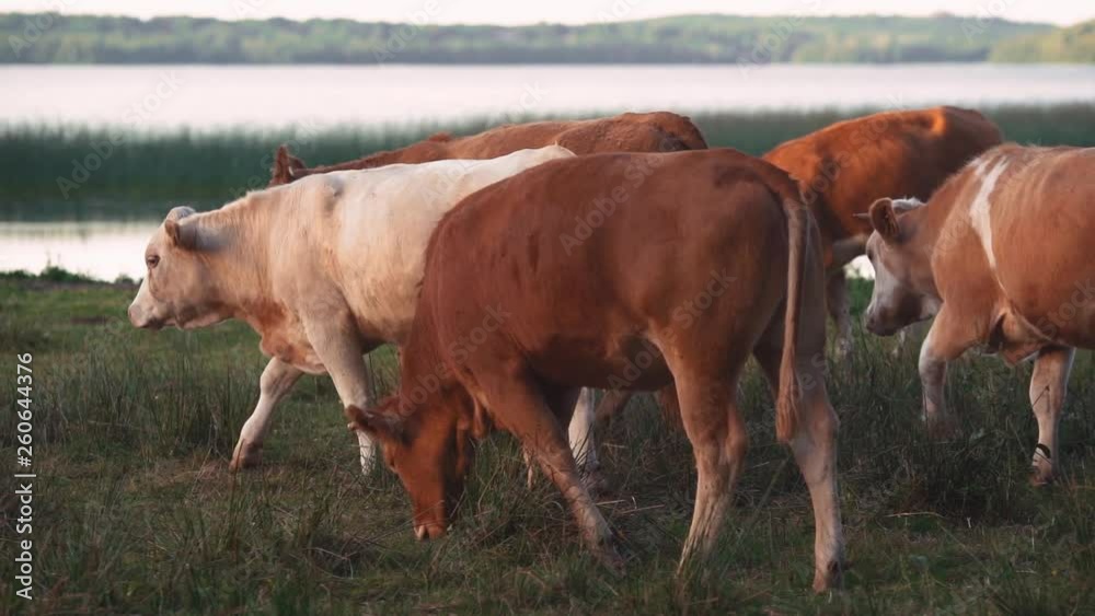 Cows runnning and watching in slowmotion near a lake. Cows runnning and watching in slowmotion near a lake.