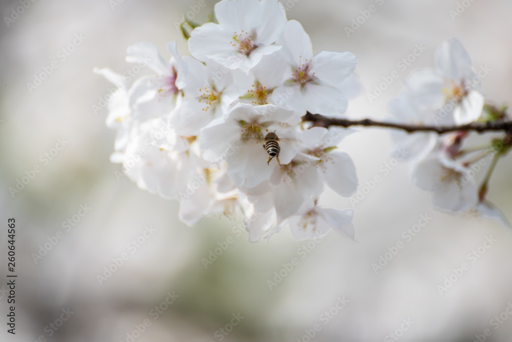 Beautiful white cherry blossoms blooming in a sunny day in spring