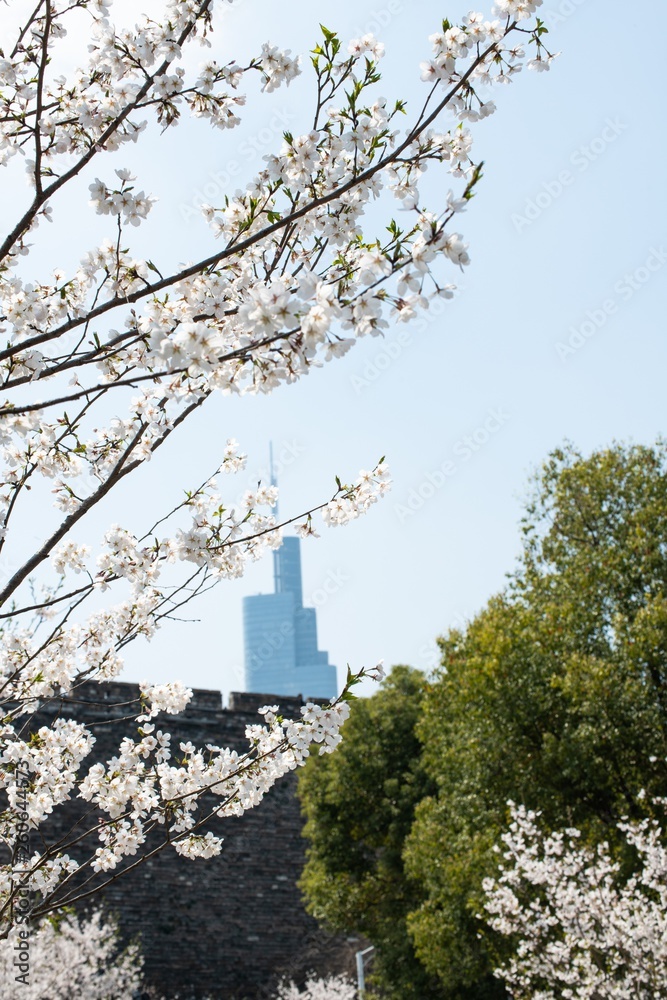 The white cherry blossoms and Zifeng tower in spring in Nanjing city The white cherry blossoms and Zifeng tower in spring in Nanjing city